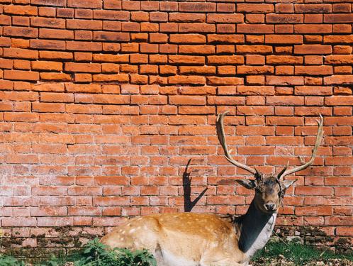 https://d33wubrfki0l68.cloudfront.net/b99f5d342f9f5fdb252db29bd85d08e0b41abdf8/98808/images/deer.jpg