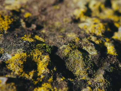 https://d33wubrfki0l68.cloudfront.net/b5d3207e331bd0b9d8dd307dd60129d3ccff2f65/fad47/images/moss.jpg