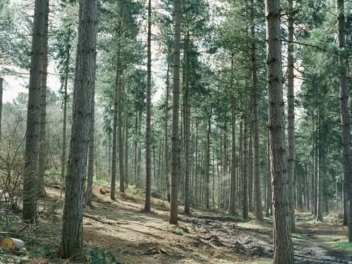 https://d33wubrfki0l68.cloudfront.net/4d73afdf6dbffe7abb79749aea76f27407f64ca4/2128d/images/the_pines.jpg